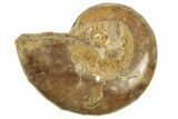 Jurassic Cut & Polished Ammonite Fossil (Half) - Madagascar #223252-1